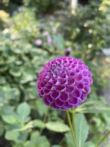 Fuschia blomst på sløret grøn baggrund