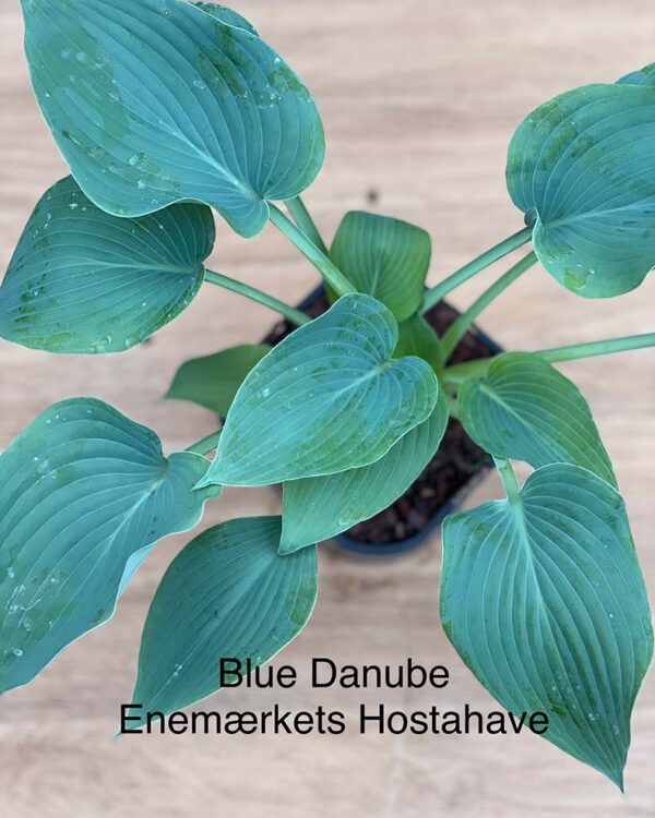 Blue Danube(Medium) hosta