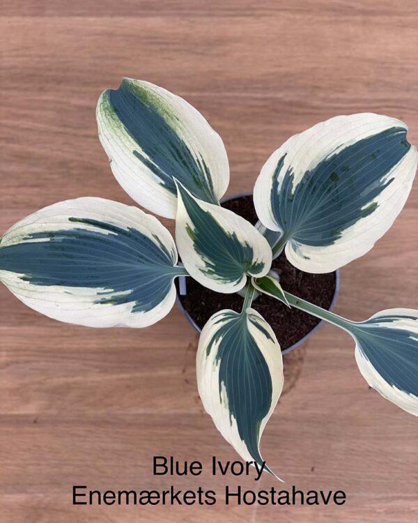 Blue Ivory(Medium) hosta