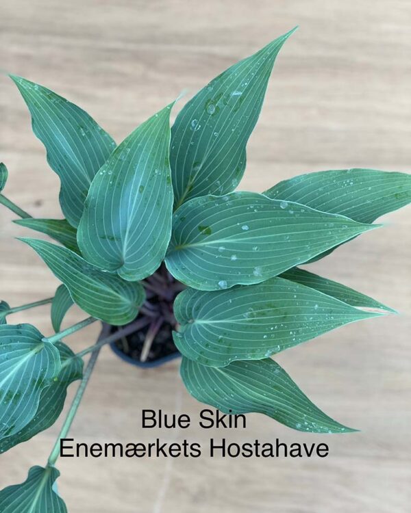 Blue skin(Medium) hosta