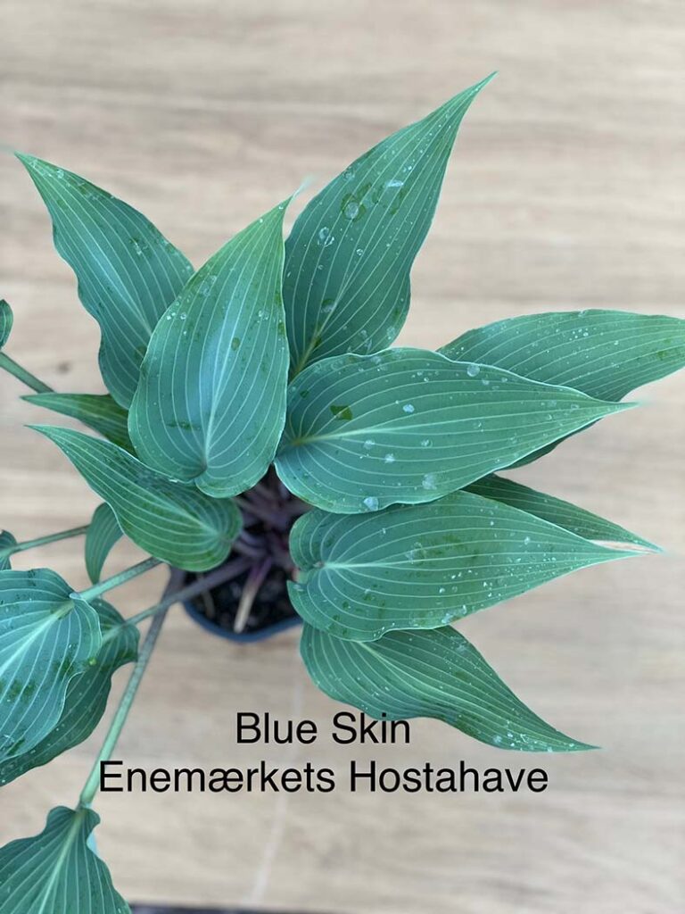 Blue skin(Medium) hosta