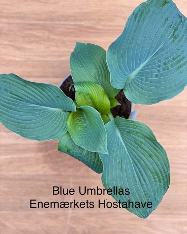 Blue Umbrella(XL) hosta