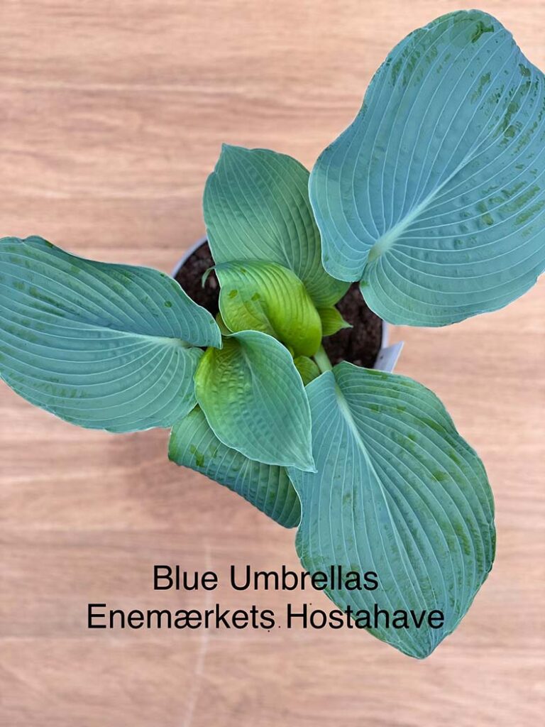 Blue Umbrella(XL) hosta