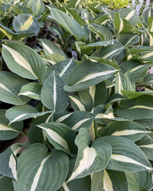 White bikini hosta