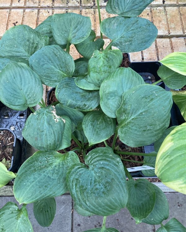 Cloudburst(Large) hosta