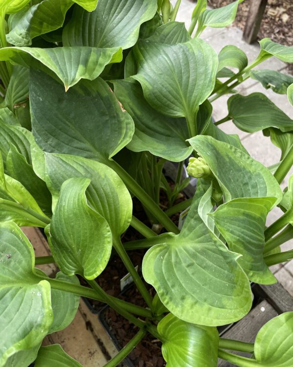 Prairie Magic(Medium-Large) hosta