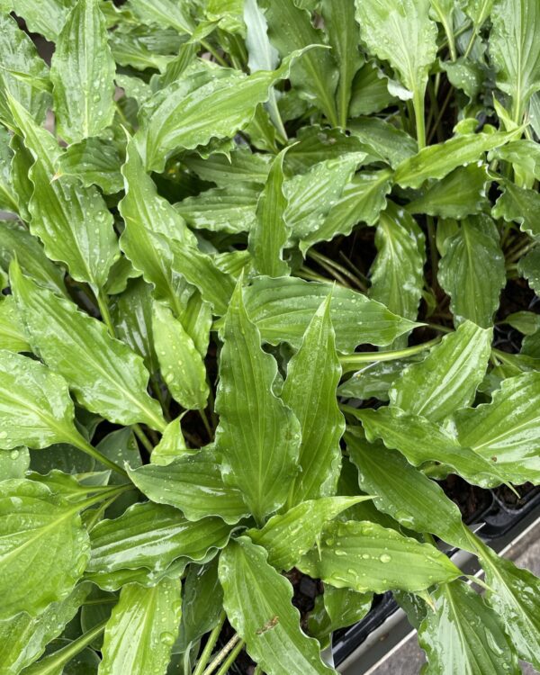 Urchin hosta