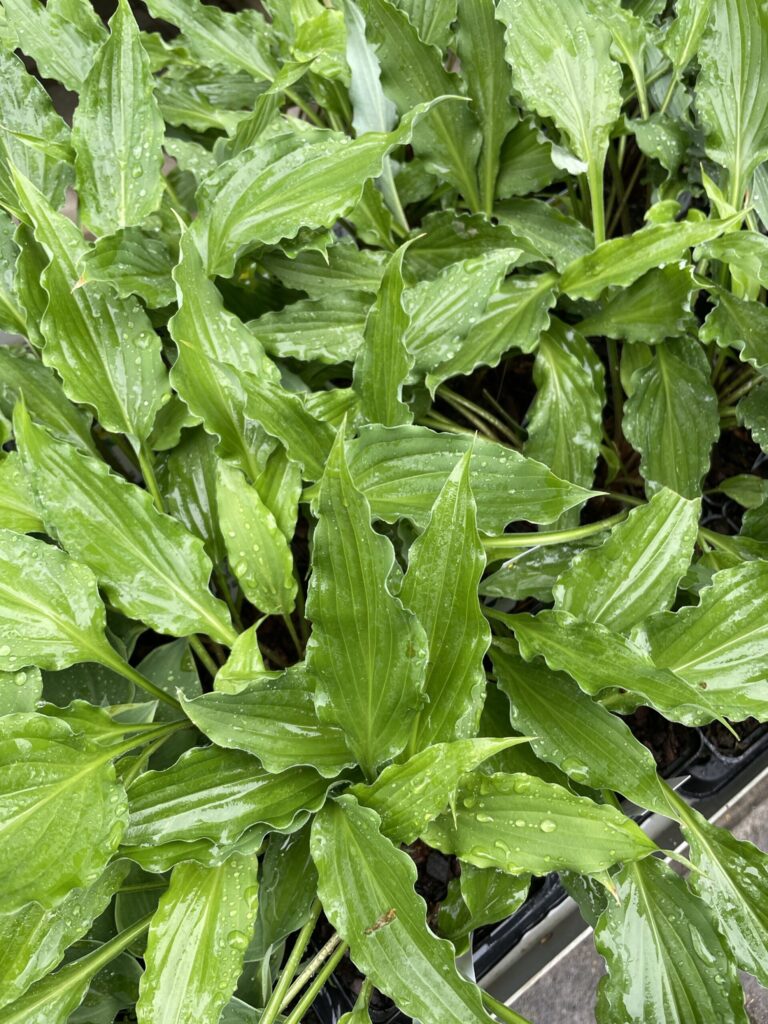 Urchin hosta