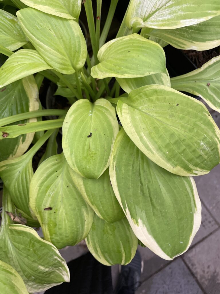 American Dream(Medium) hosta