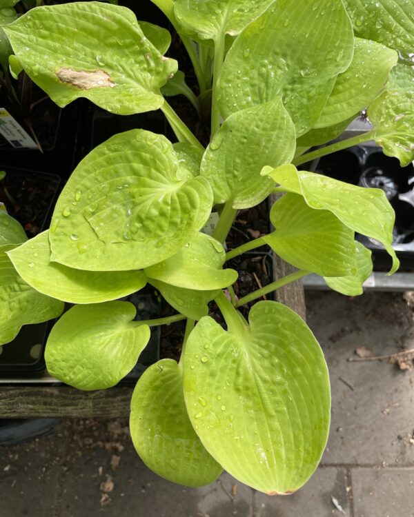 Glad Tidings(Medium) hosta