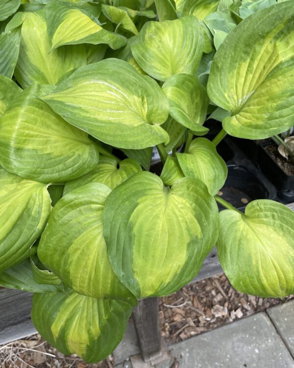 Summer Music(Medium) hosta