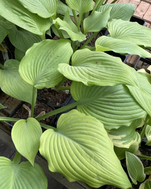 Dee's Golden Jewel(Medium-Large) hosta