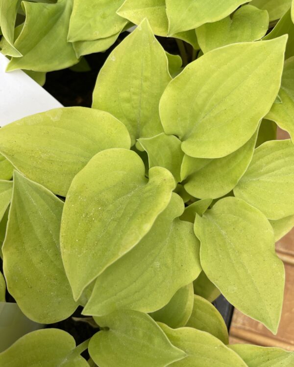 Illicit Affair(Small) hosta