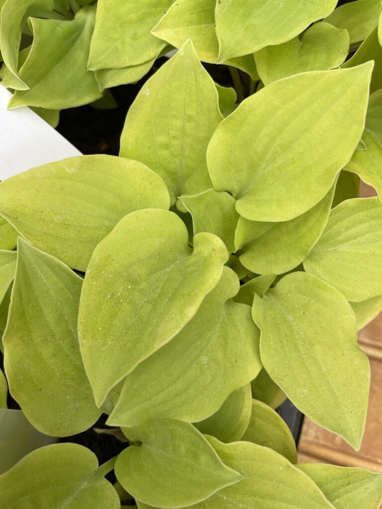 Illicit Affair(Small) hosta