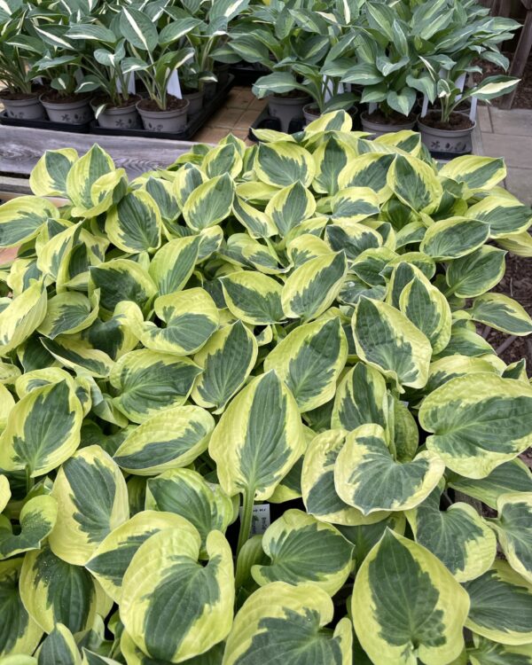 Brim Cup (Medium) hosta