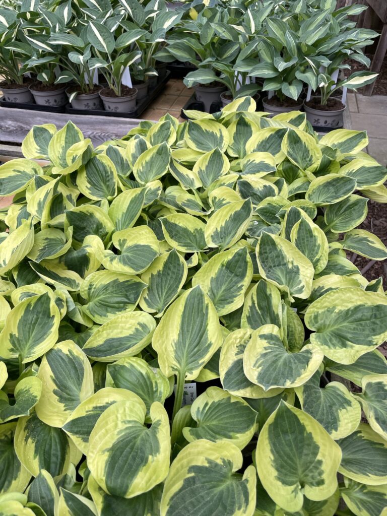 Brim Cup (Medium) hosta