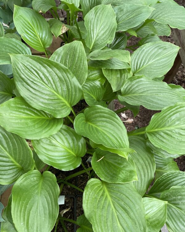 Plantaginea(Medium) hosta