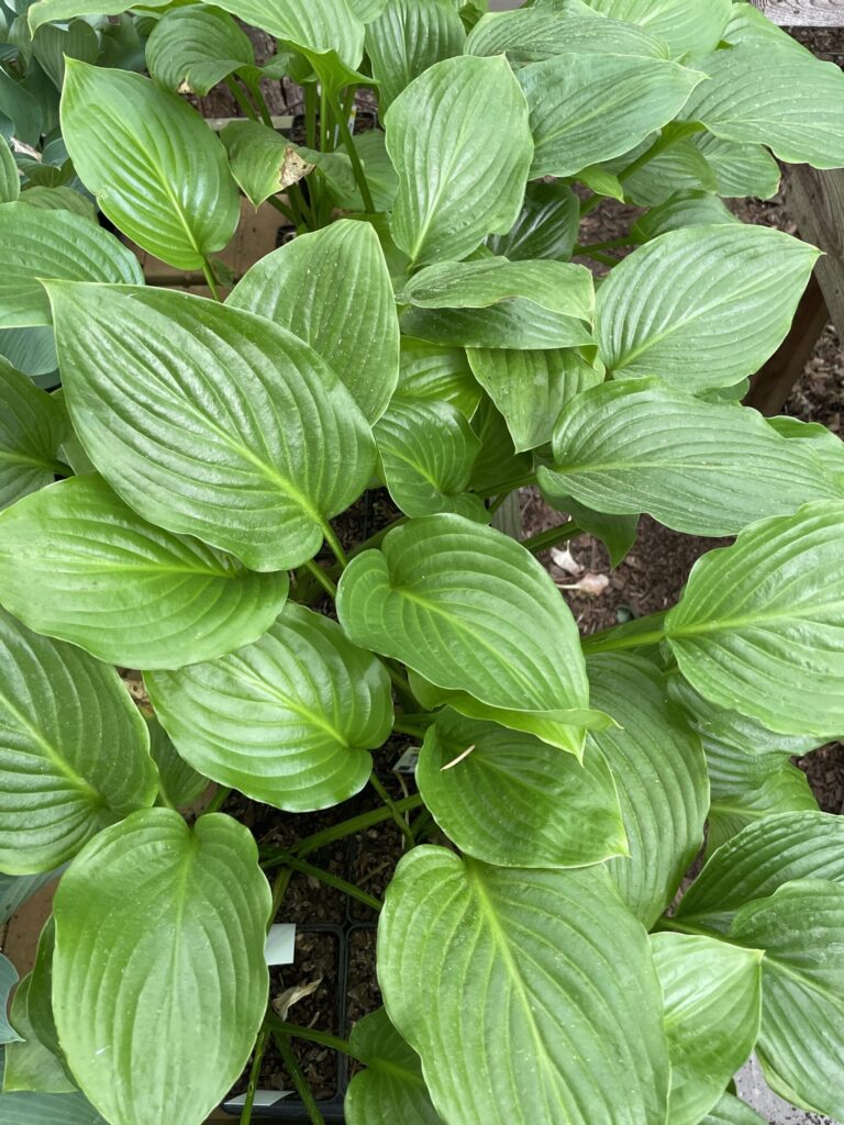 Plantaginea(Medium) hosta