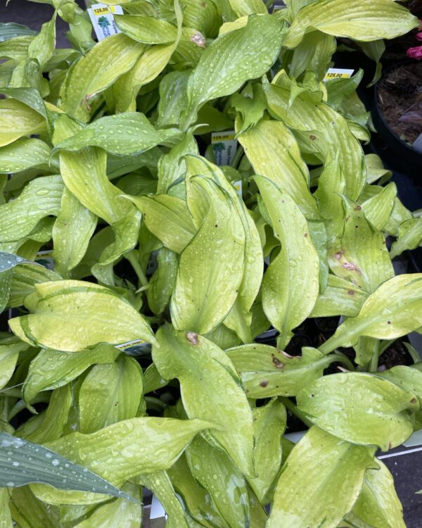 Ripple Fever(Small-medium) hosta