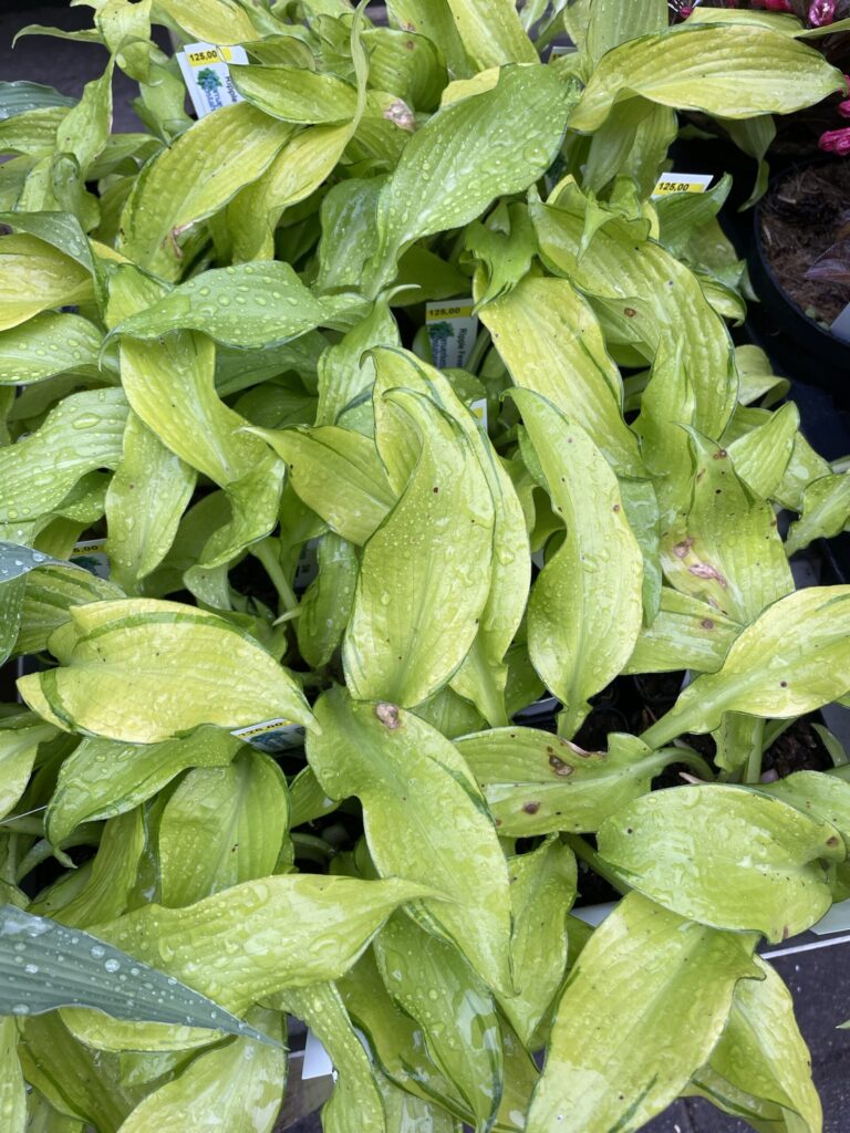 Ripple Fever(Small-medium) hosta