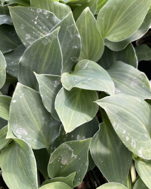 Minutini(Mini-small) hosta