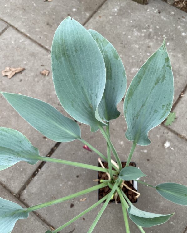 October Sky(Medium) hosta