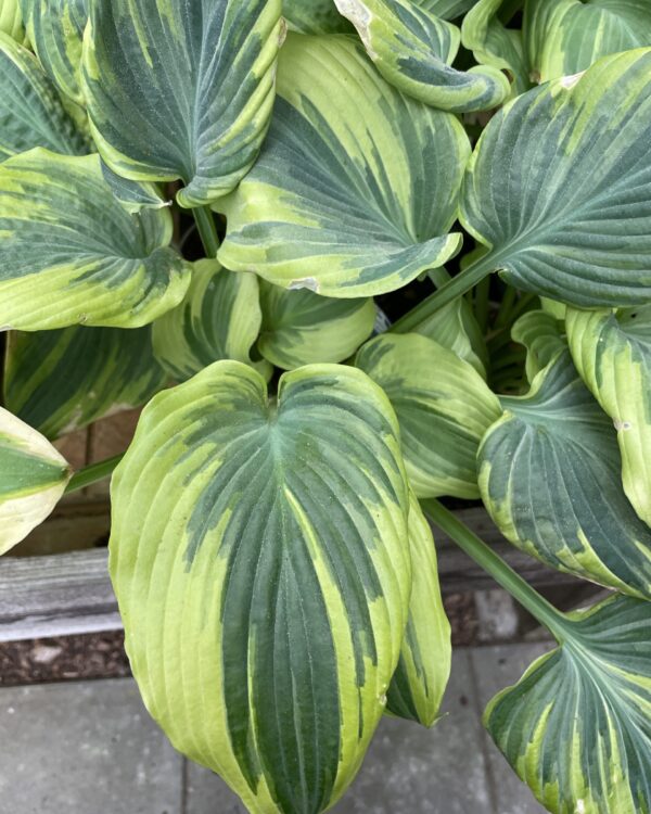 The king hosta