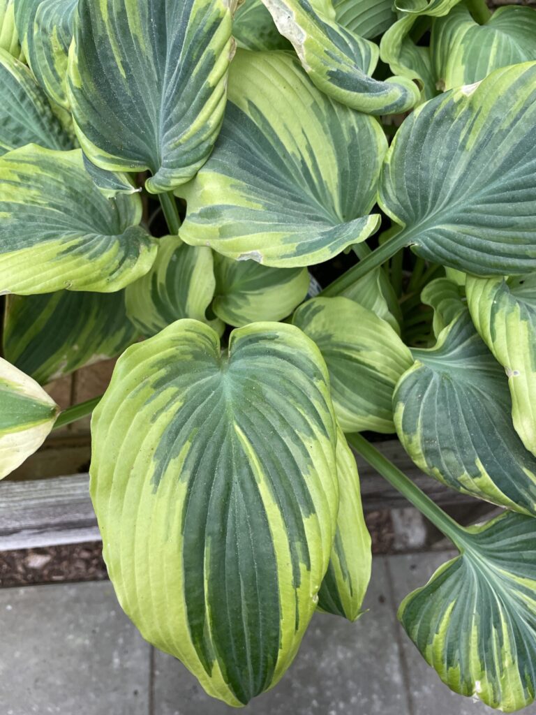 The king hosta