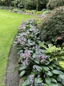 Mørkegrønne hostaer med lilla blomster