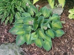 Dinky Donna(Small-medium) hosta