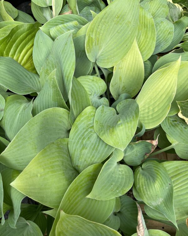 Sunny Halcyon(Medium) hosta