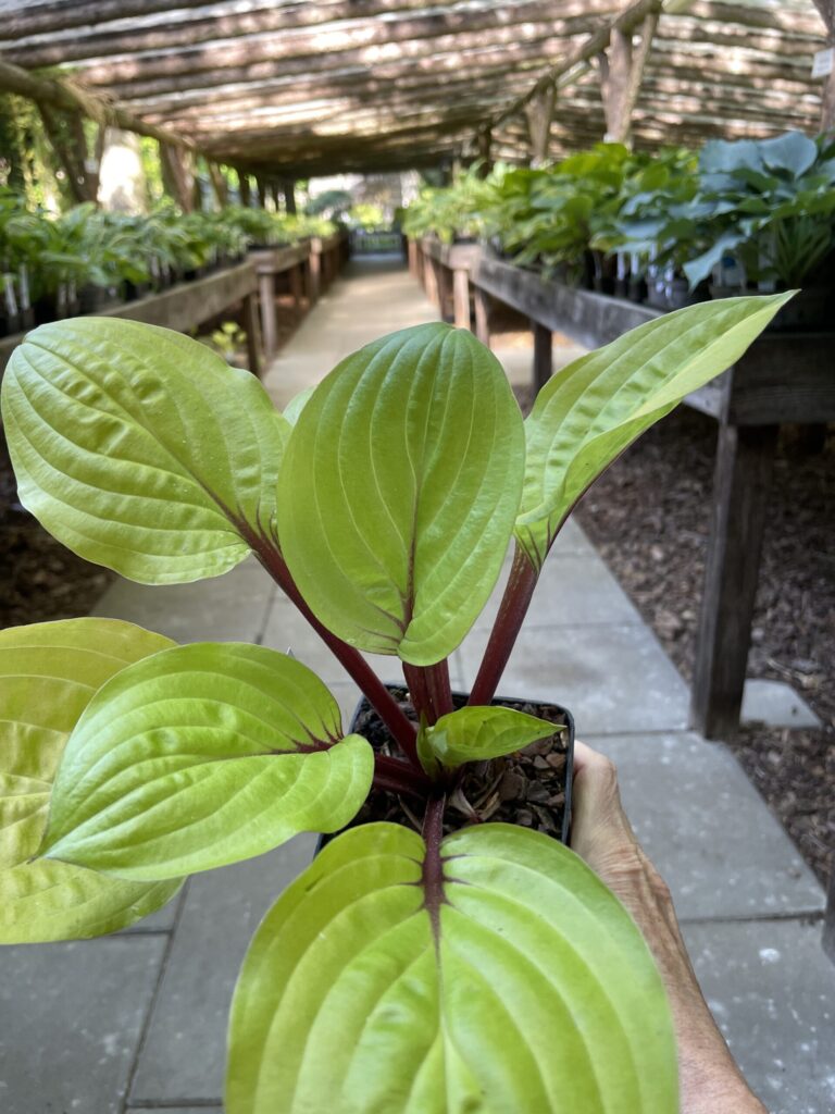 Lemon snap hosta