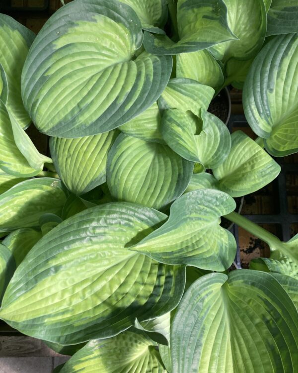 Paradigm(Large) hosta