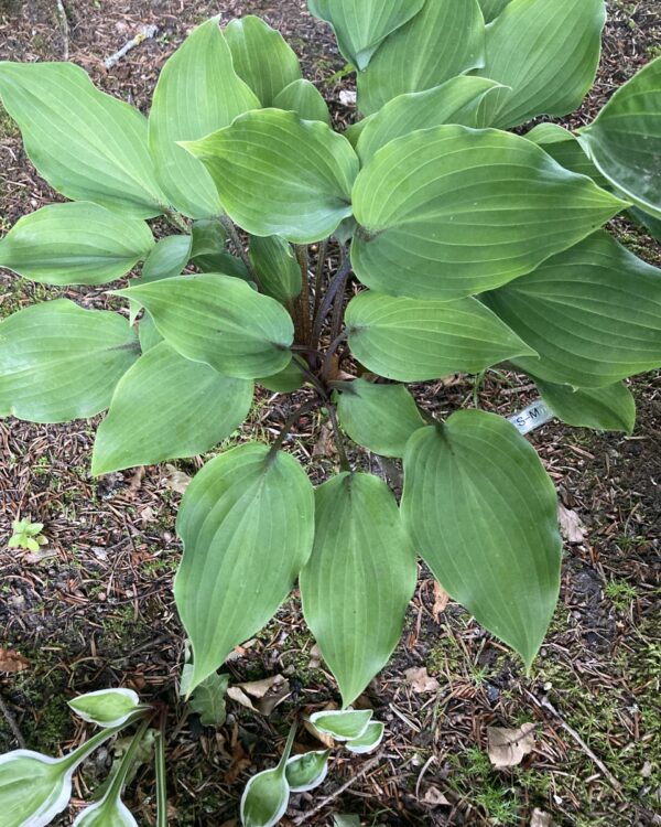 Over the Waves(small-medium) hosta