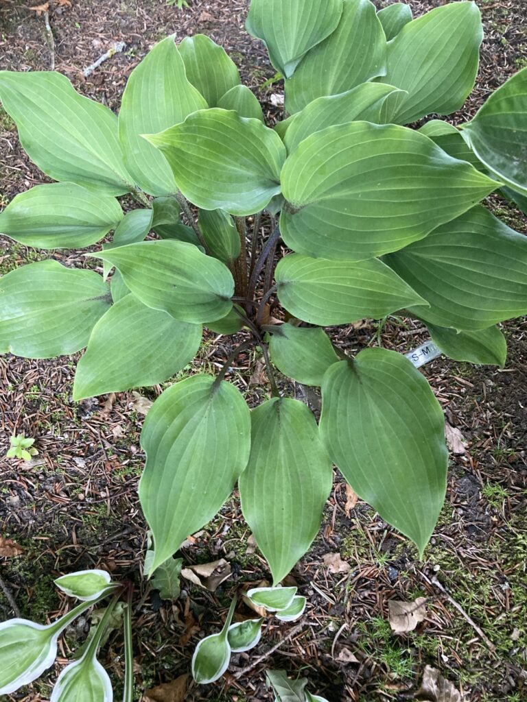 Over the Waves(small-medium) hosta