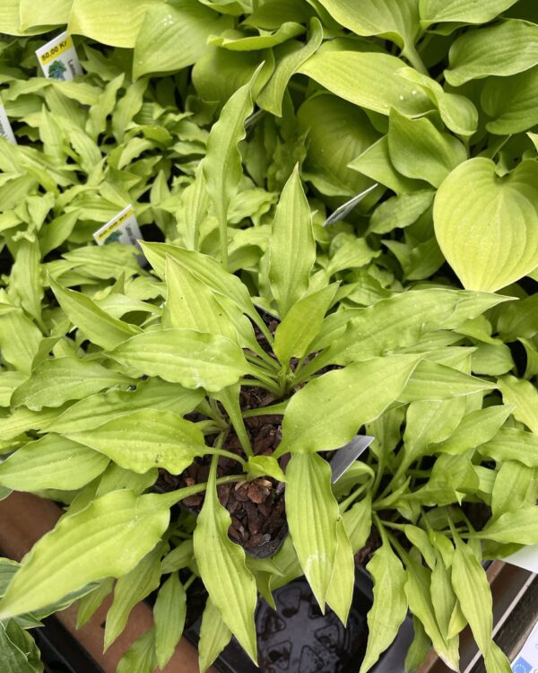 Lemon Lime (small) hosta