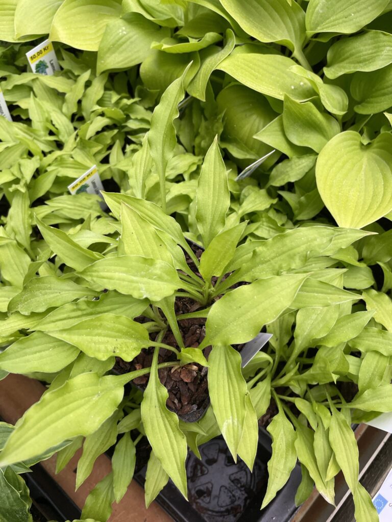 Lemon Lime (small) hosta