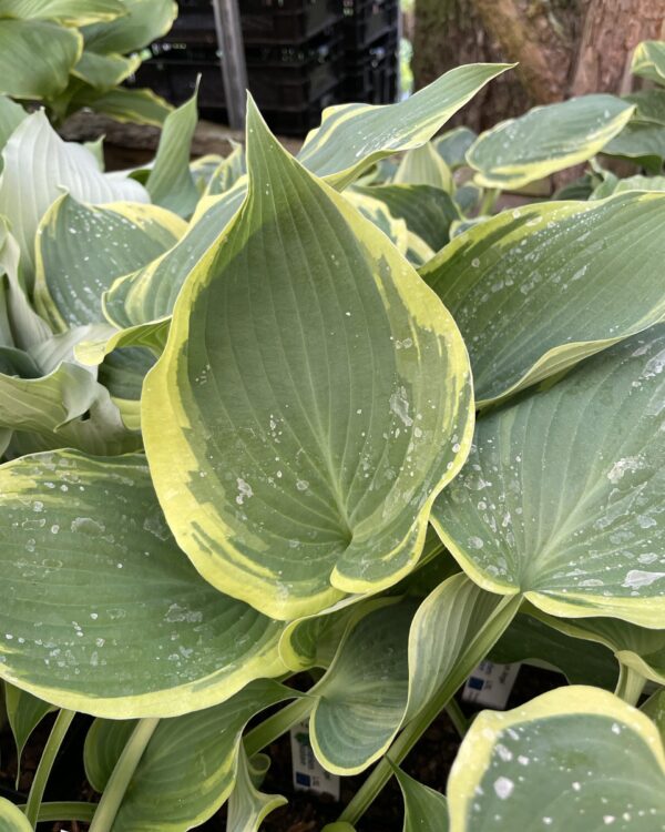 Flemish Angel(L-XL) hosta