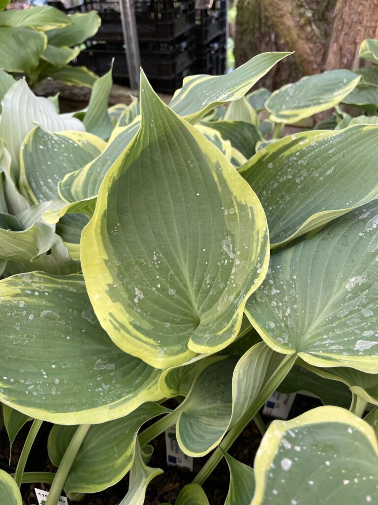 Flemish Angel(L-XL) hosta