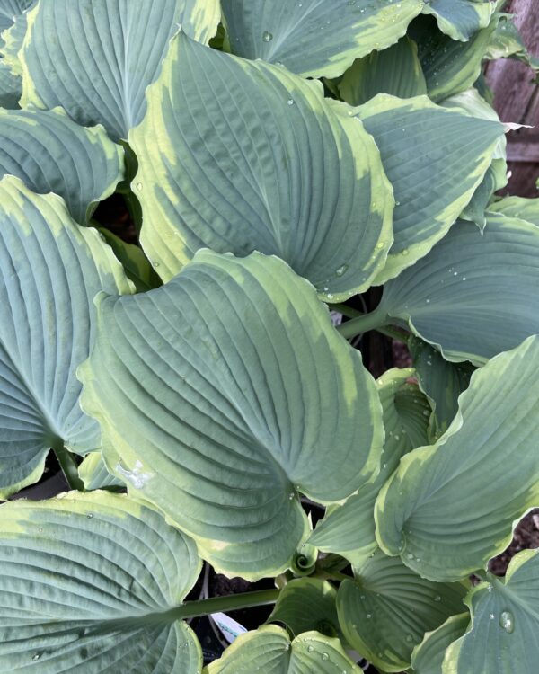 Spartacus hosta