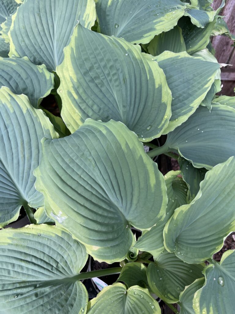 Spartacus hosta
