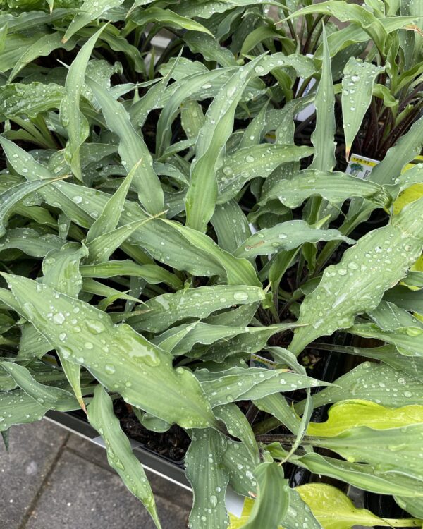 Zucchini Fries(small-medium) hosta