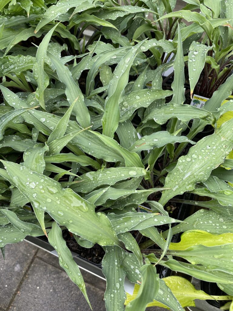 Zucchini Fries(small-medium) hosta