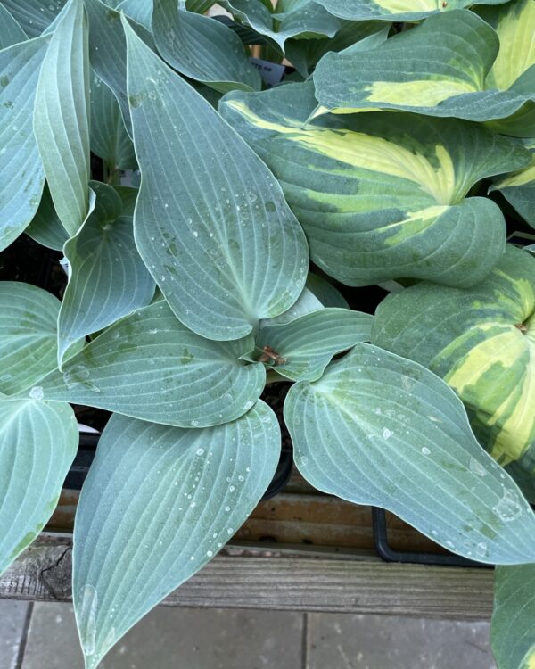 Aragorn(M/L) hosta