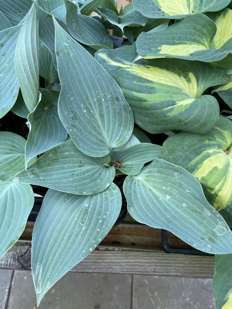 Aragorn(M/L) hosta