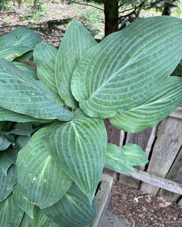 Zita(Medium) hosta