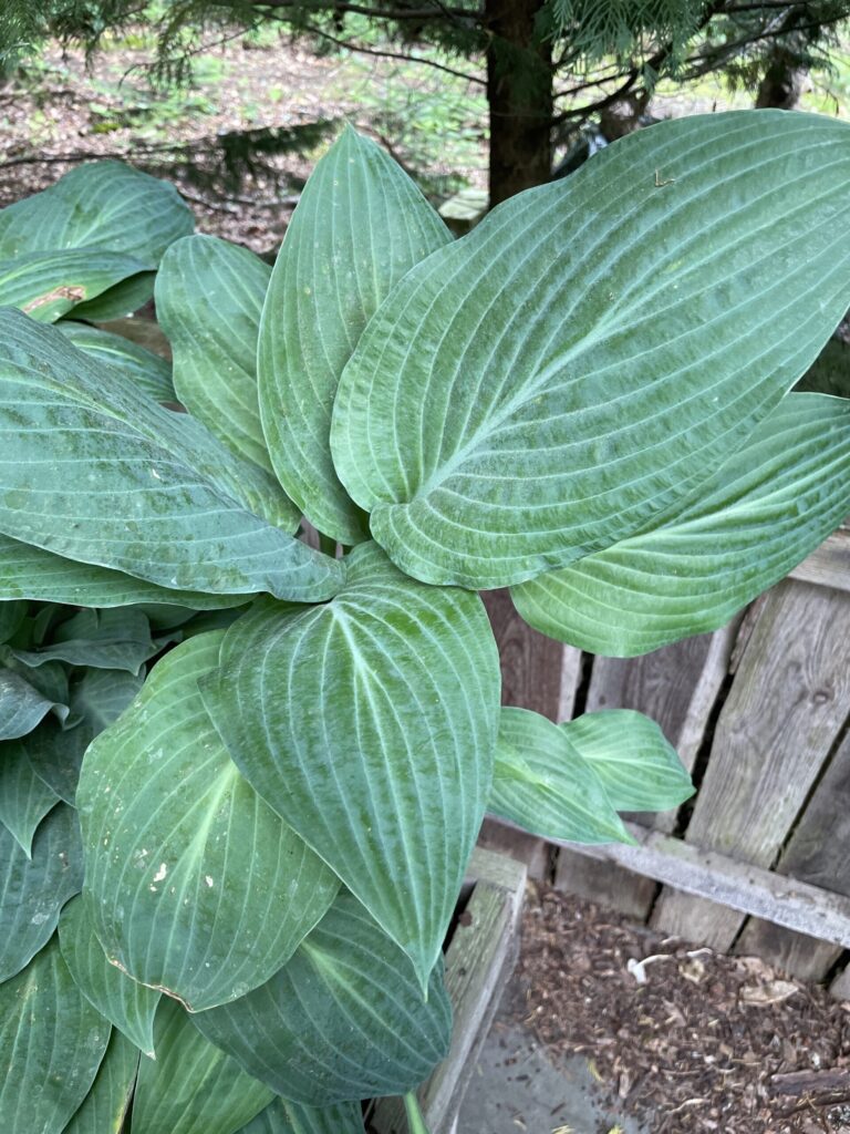 Zita(Medium) hosta