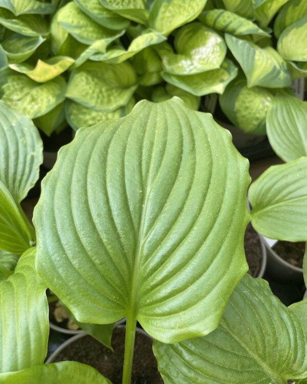 Ming Treasure(Medium/Large) hosta