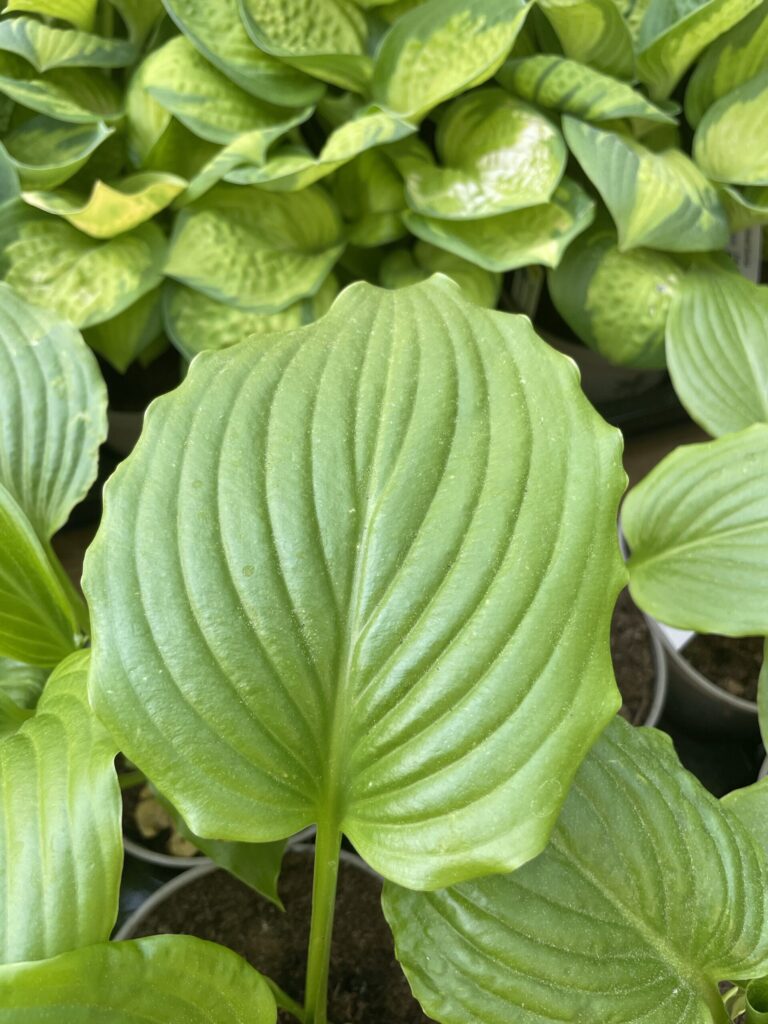 Ming Treasure(Medium/Large) hosta