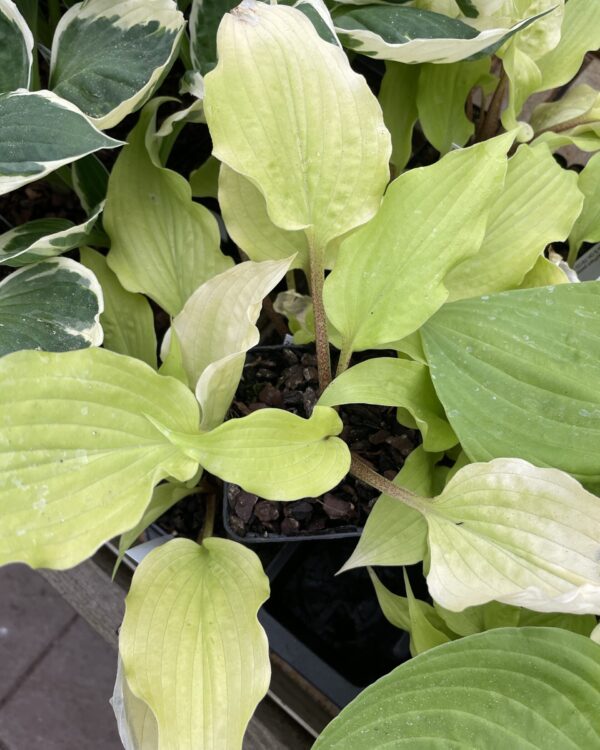 Karma Chameleon(Medium) hosta